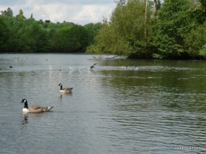Roman Lakes Leisure Park_201706 (37)