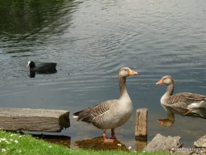 Roman Lakes Leisure Park_201706 (61)
