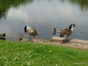 Roman Lakes Leisure Park_201706 (63)