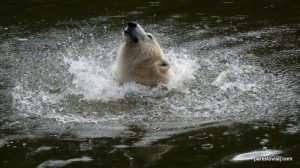 Polar Bear in Tierpark Berlin