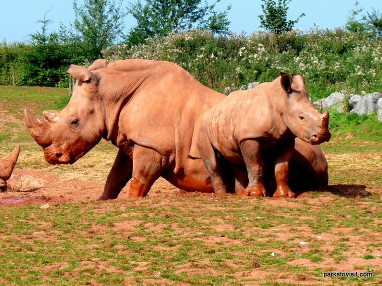 South Lakes Safari Zoo, Lindal in Furness, Ulverston Parks to Visit